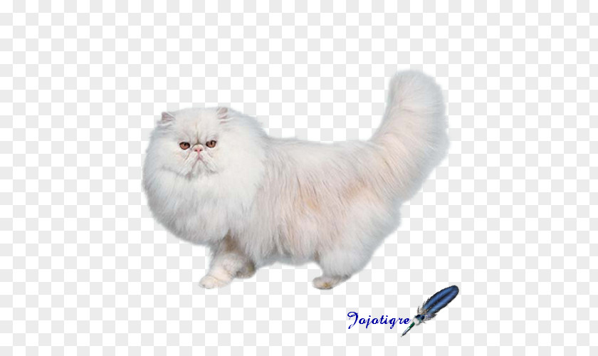 Chat Log Persian Cat Asian Semi-longhair British Cymric Napoleon PNG