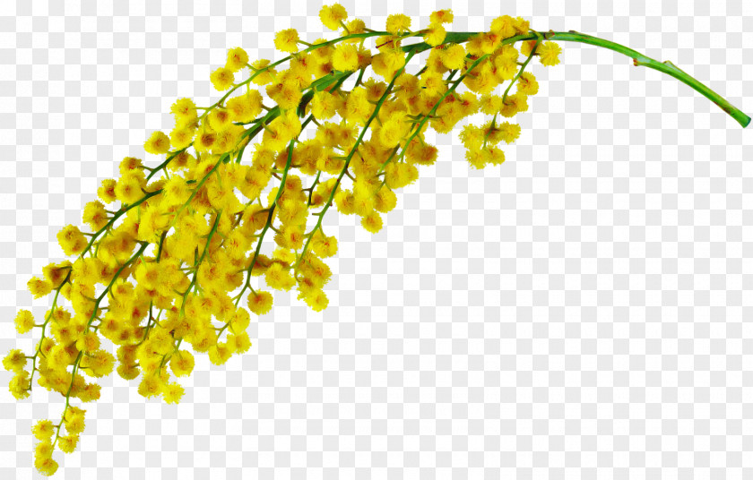 Flower Plant Yellow PNG
