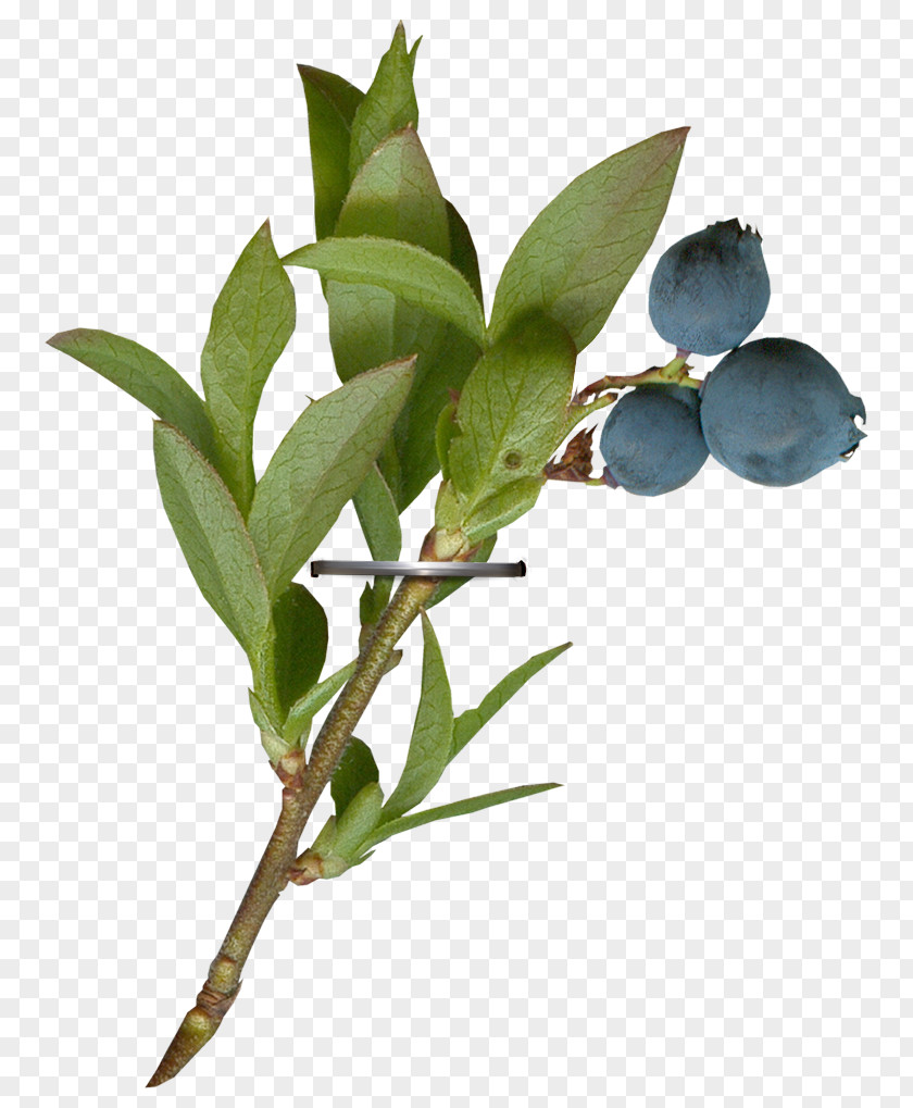 Aparelho Graphic Twig Plant Stem Leaf Fruit Plants PNG