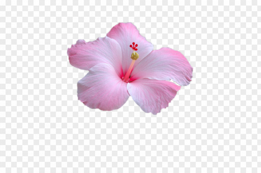 Flower Rosemallows Pink Petal Image PNG