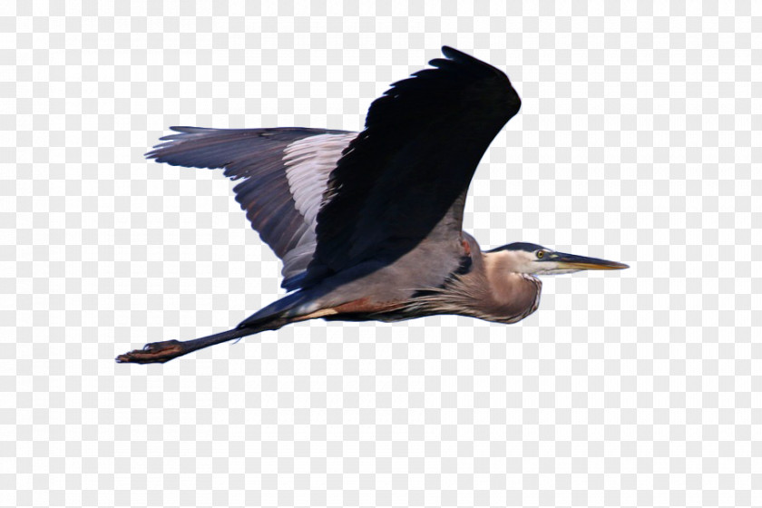 Osprey Flying In The Air Great Blue Heron Grey Bird Cormorant Illustration PNG