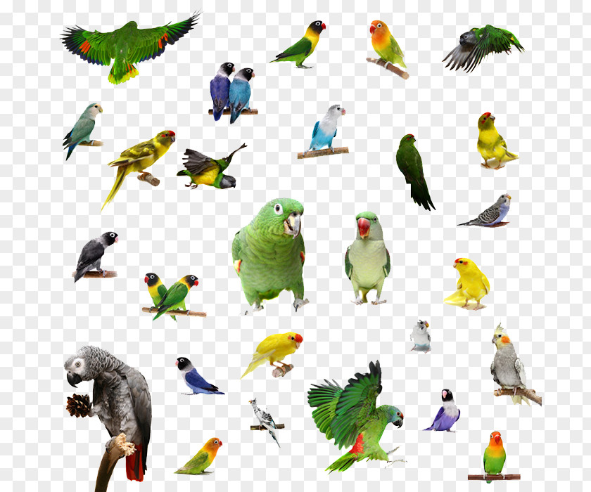 Parrot PNG clipart PNG