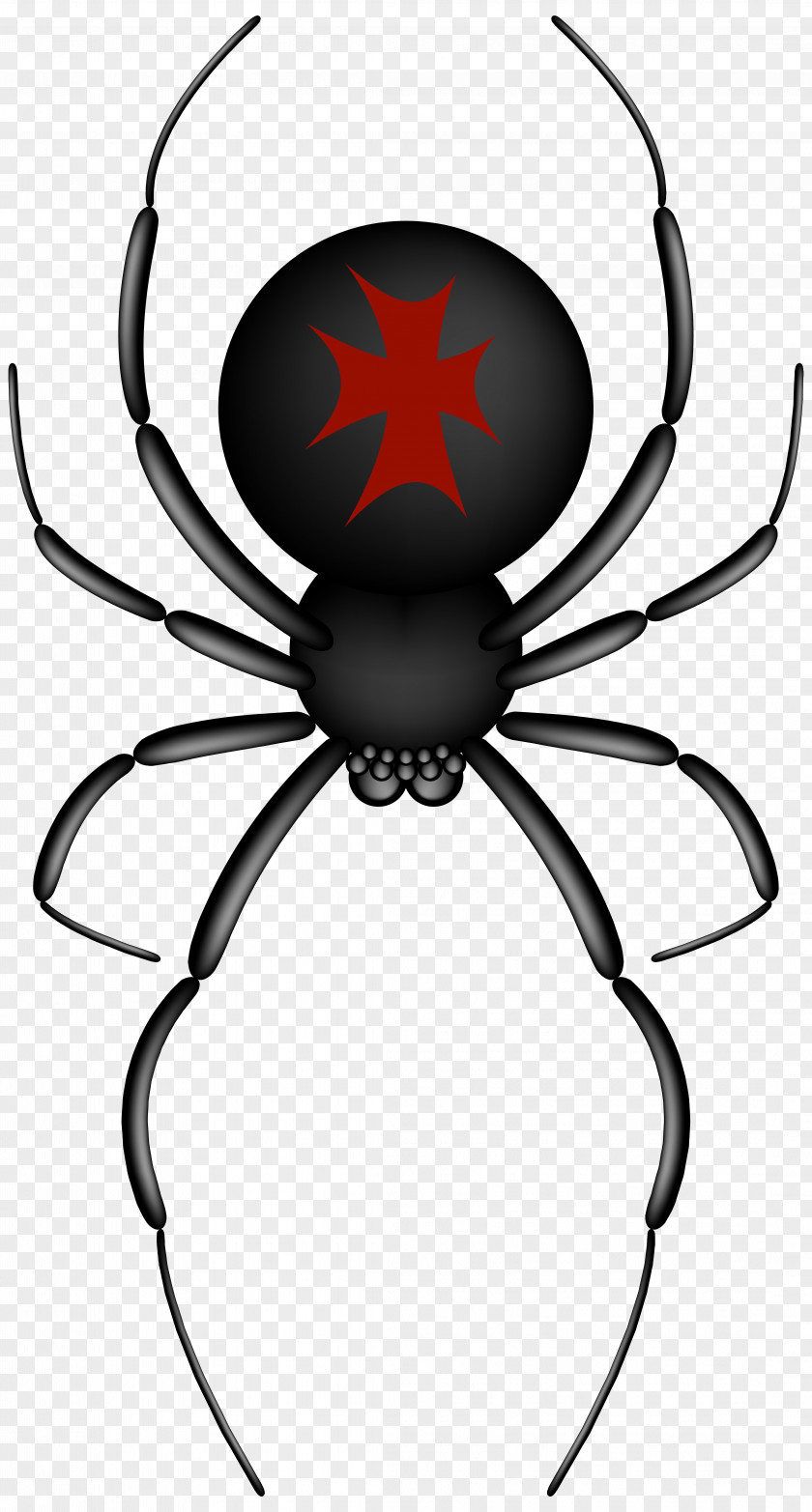 Spider Insects & Spiders Web Clip Art PNG