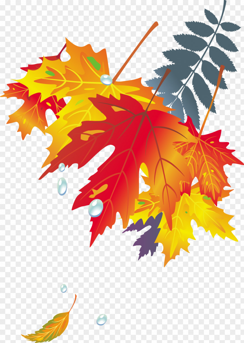 Vector Golden Autumn Leaves Maple Leaf Color Japanese PNG