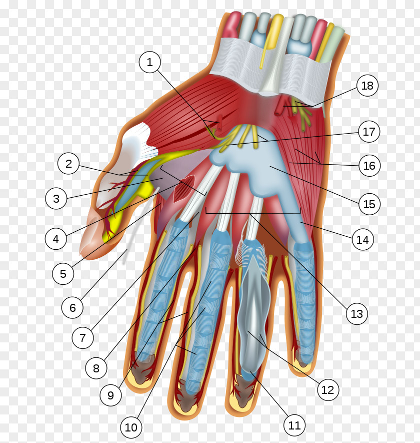 Wrist Palmar Dissection Hand Carpal Bones Tunnel Anatomy PNG