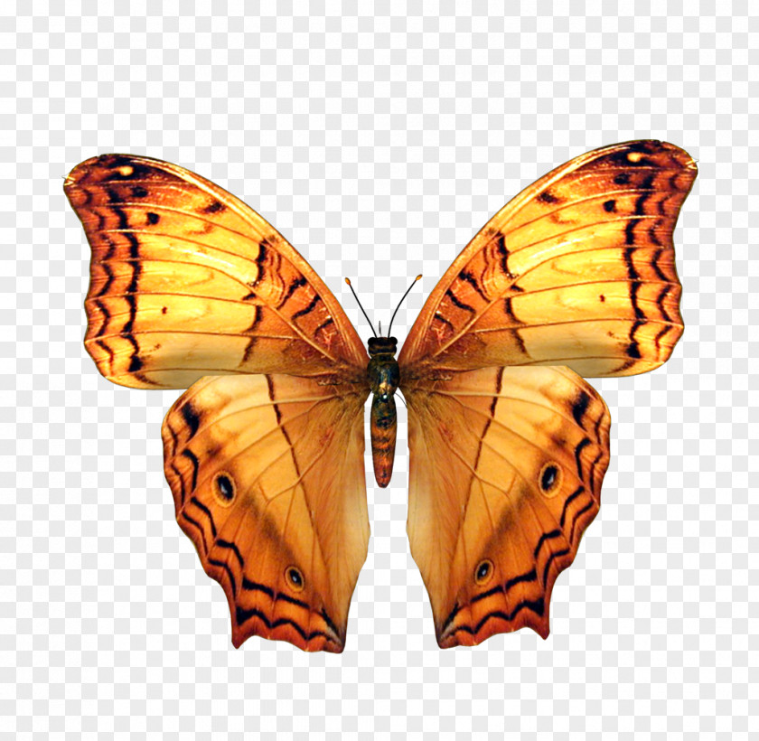 Butterfly Elements Photography Butterflies And Moths RGB Color Model PNG