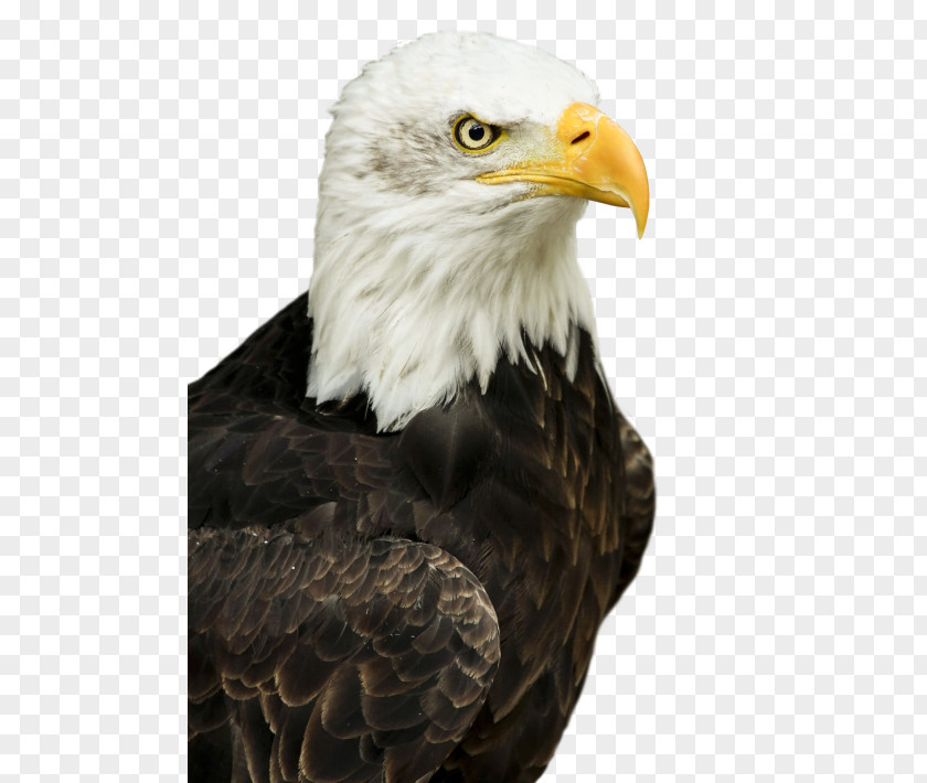 Eagle Bald Bird PNG