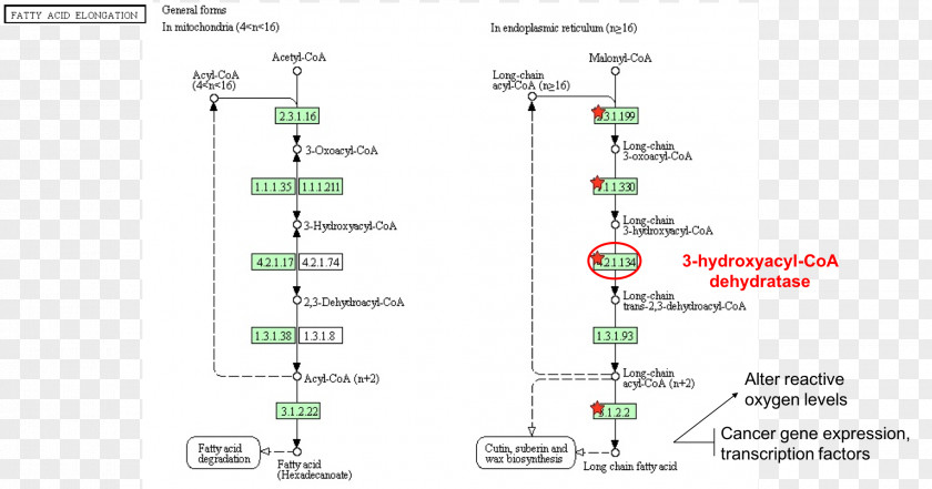 Fatty Acid Elongation Pathway Line Angle Diagram PNG