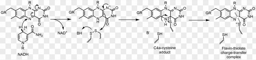 Flavin Adenine Dinucleotide Group Glutathione Reductase Redox PNG