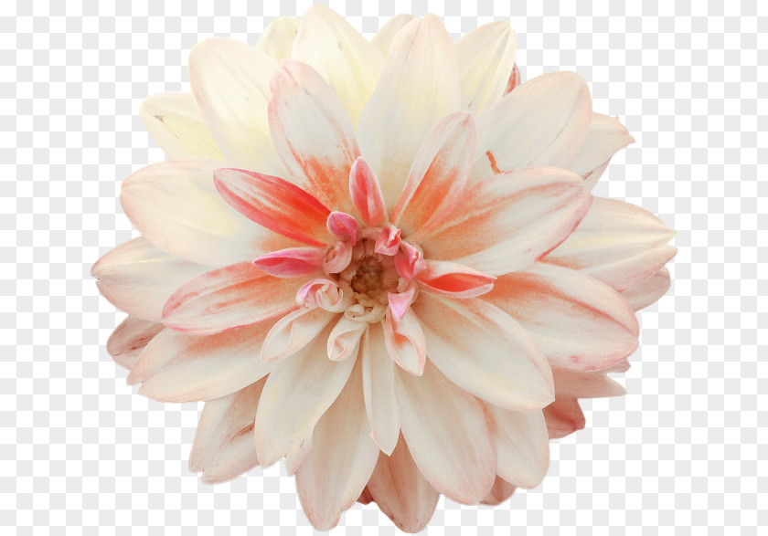 Flower Dahlia Cut Flowers Clip Art PNG