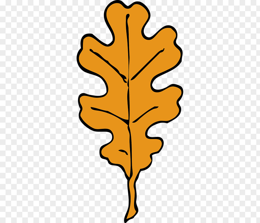 Quercus Robur Leaf Suber Acorn Clip Art PNG