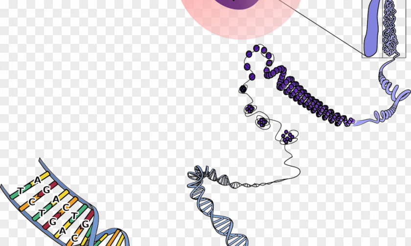 Science Chromosome DNA Genetics Biology PNG