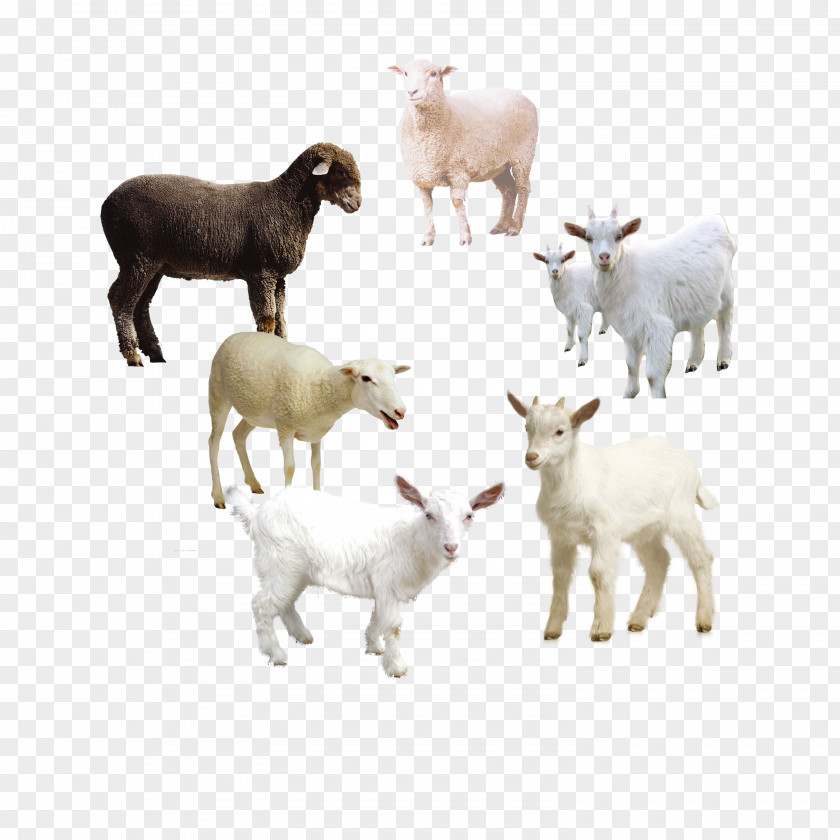 Sheep Album Goat Download Icon PNG