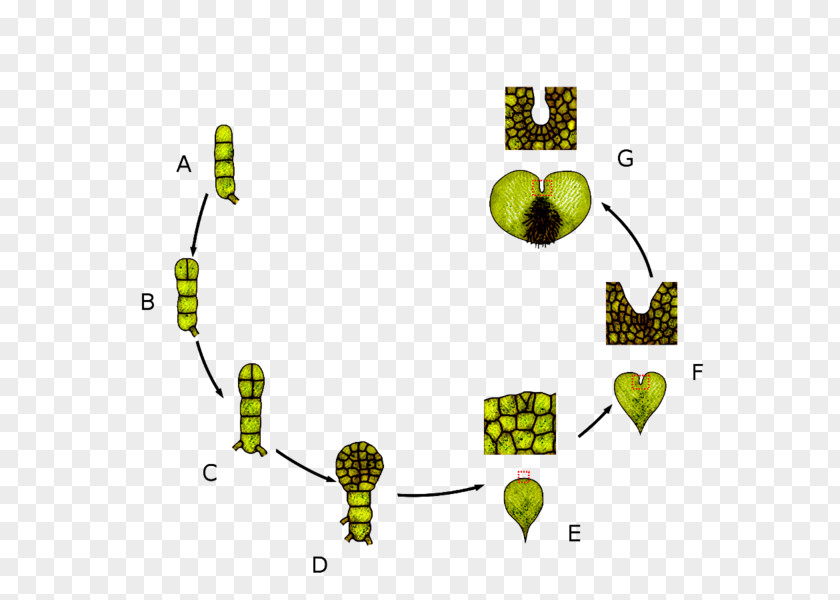 Leaf Drynaria Biological Life Cycle Adder's-tongues Vascular Plant Fern PNG