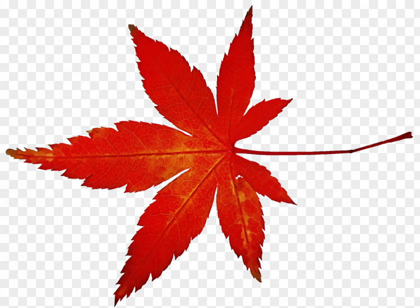 Maple Leaf PNG