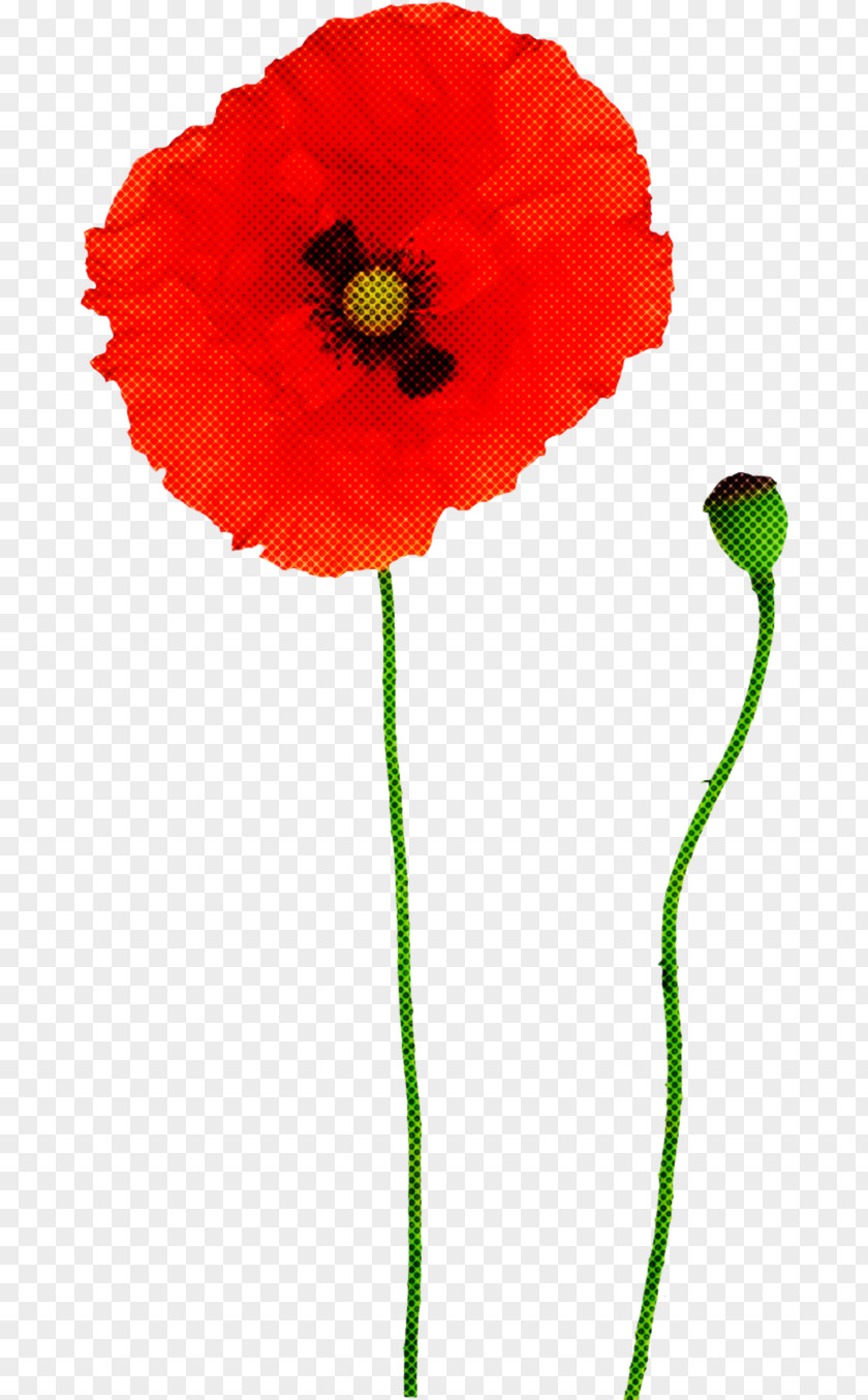 Coquelicot Red Flower Corn Poppy Plant PNG