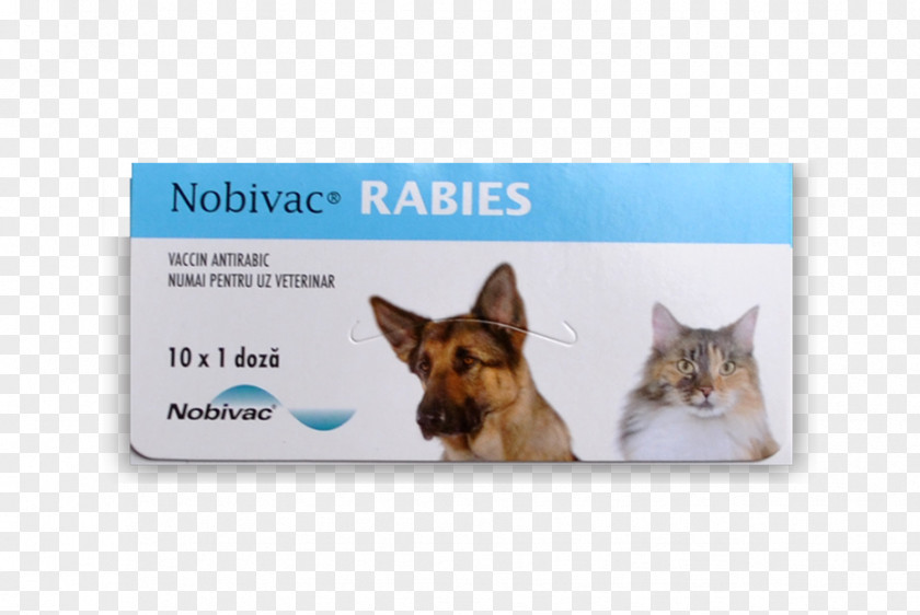Dog Breed Cat Rabies Vaccine PNG