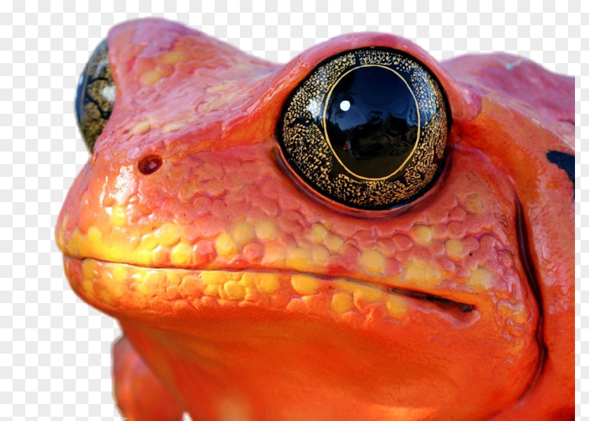 Frog Red-eyed Tree Tomato Frogs Toad PNG