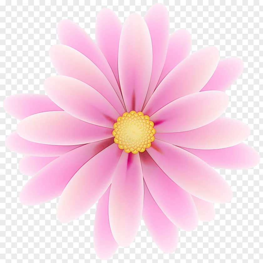 Illustration Chrysanthemum Marguerite Daisy Silhouette Margaret PNG