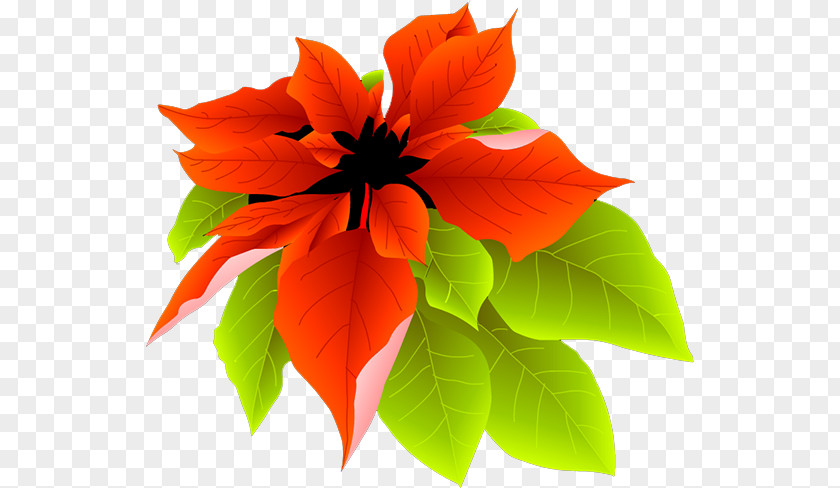 Leaves Petal PNG