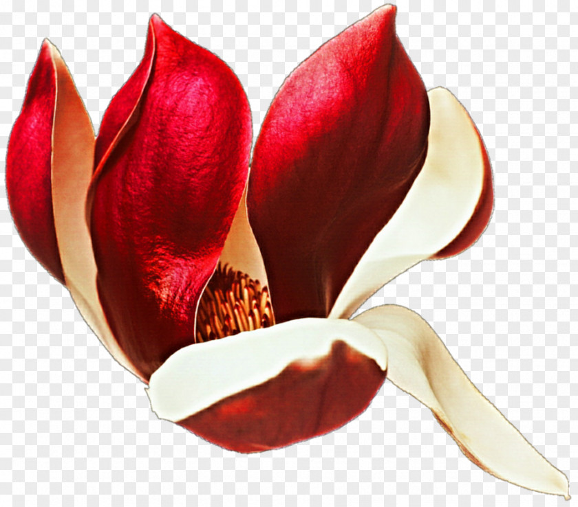 Magnolia Candy Cane Chinese Flowering Plant Liliiflora PNG