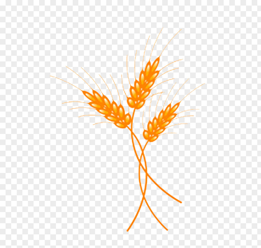 Plant Grasses Illustration PNG