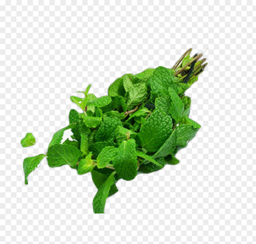 Plant Peppermint Mentha Spicata Wild Mint Herb PNG