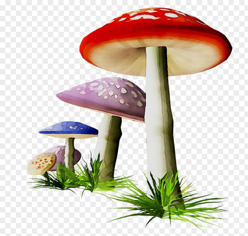 Product Design Mushroom PNG