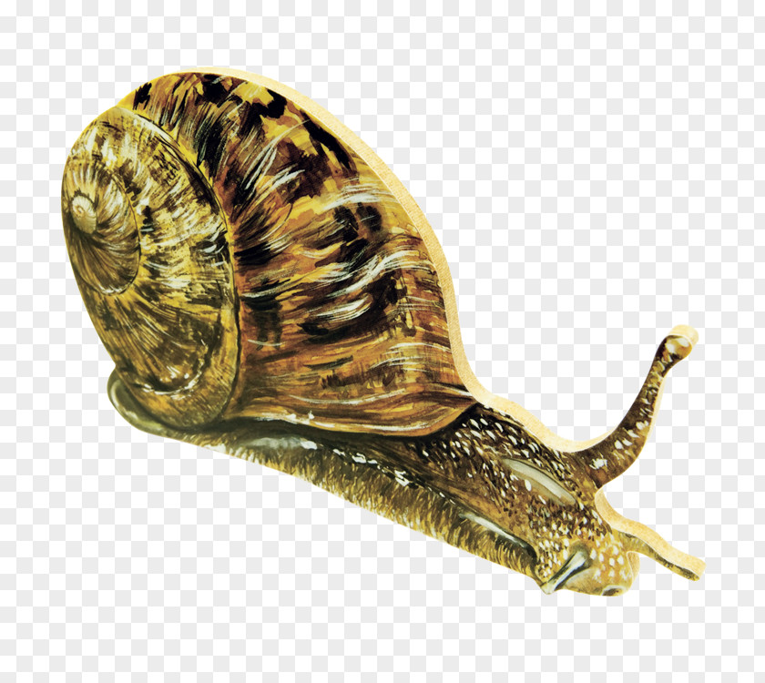 Snails Orthogastropoda Insect Snail Clip Art PNG