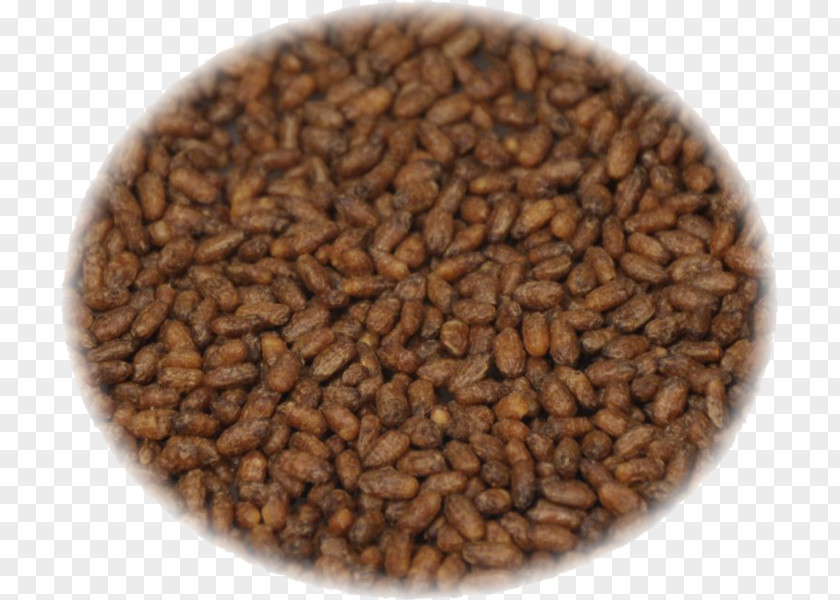 Thangka Seed Grain PNG