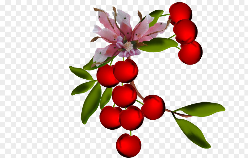Cherry Lingonberry Sweet Fruit Cerasus PNG