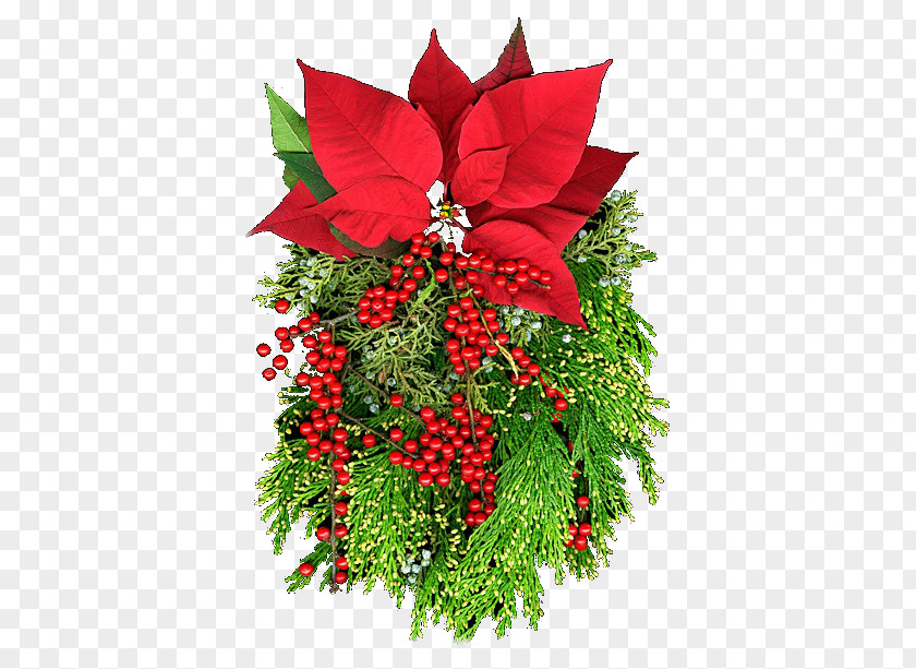 Flower Christmas Ornament Poinsettia Eve PNG