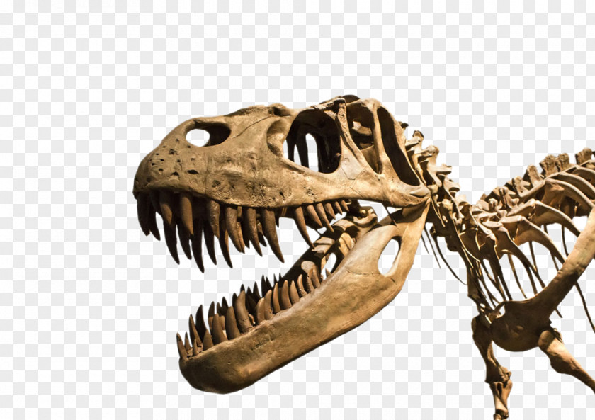 HD Dinosaur Fossils Dragon Teeth Tyrannosaurus Nanotyrannus Stegosaurus Spinosaurus PNG