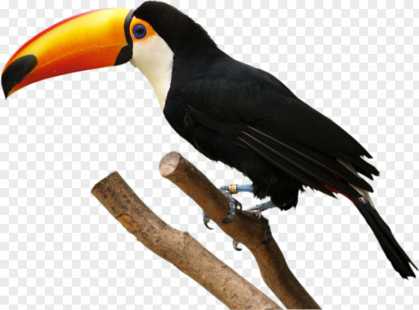 Hulk Bird Toco Toucan Parrot Clip Art PNG