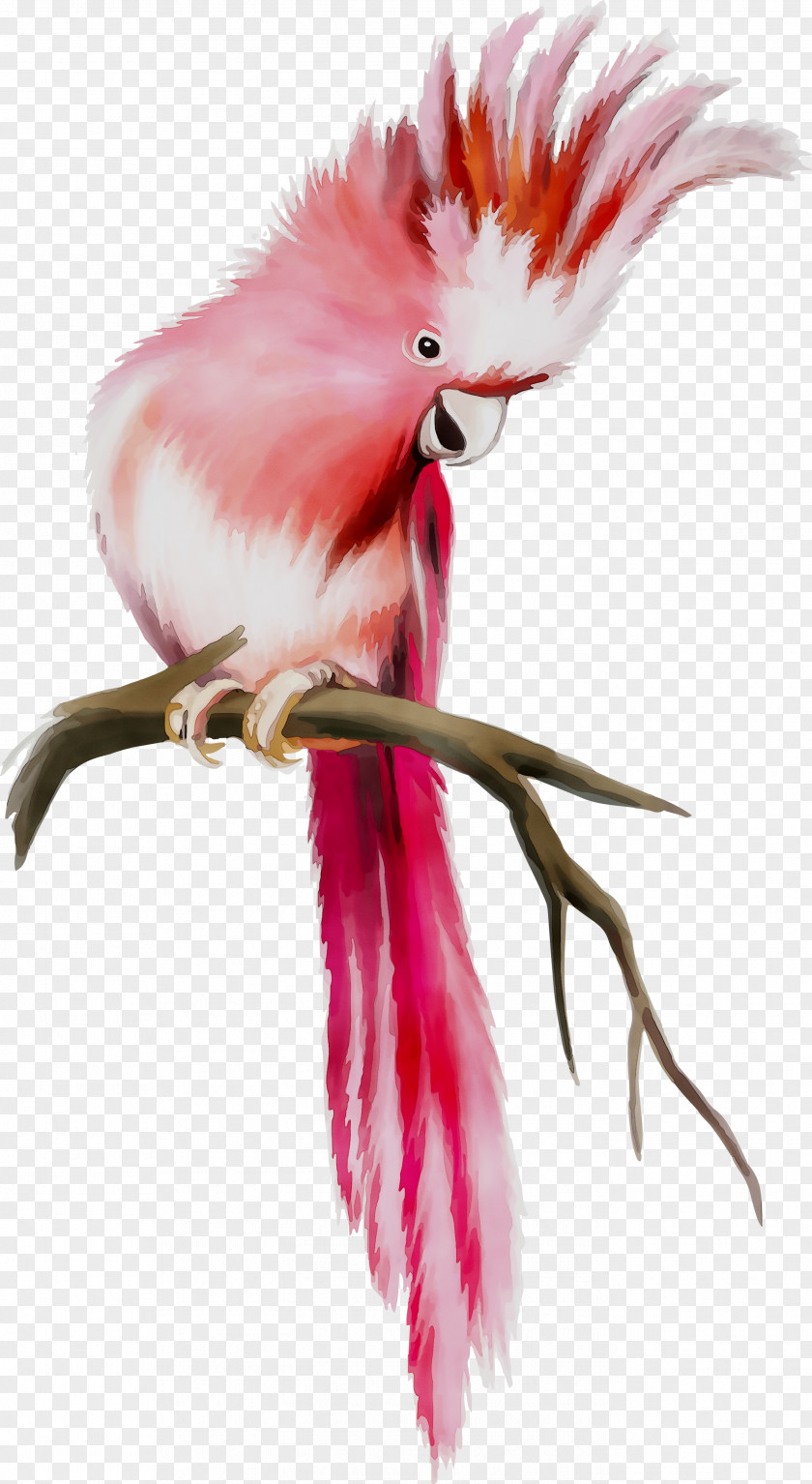 Illustration Feather Beak Chicken As Food PNG