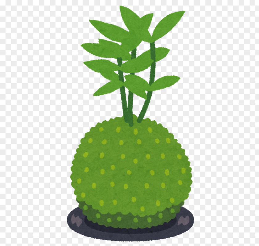 Kokedama 舌苔 Bonsai Flowerpot PNG