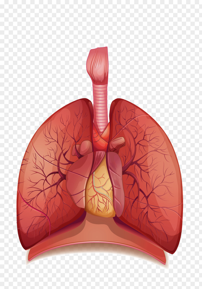 Lungs Transparent Images The Human Respiratory System Breathing Respiration Body PNG