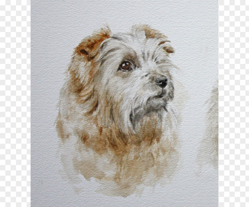 Annabel's Glen Norfolk Terrier Dandie Dinmont Cairn Sporting Lucas PNG