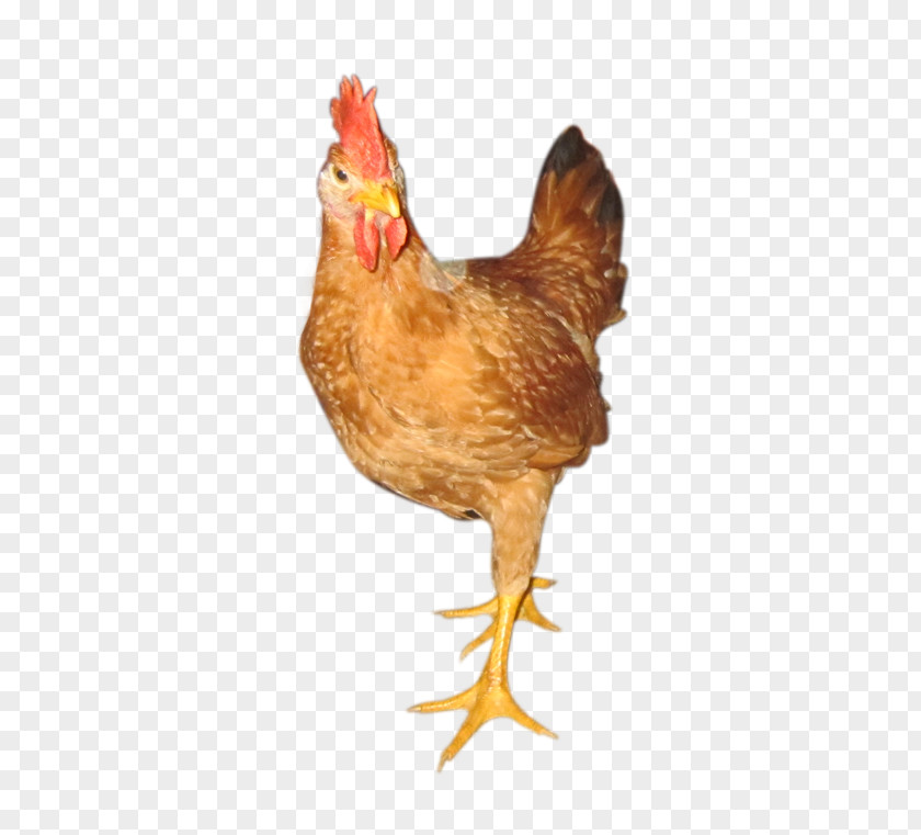 Broiler Chicken Rooster Kien Gà Ta Lai White-faced Black Spanish PNG