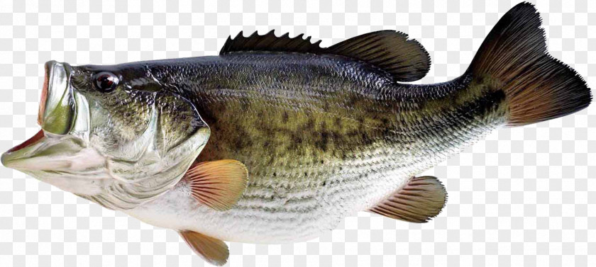 Fish Image Largemouth Bass Smallmouth Fishing PNG