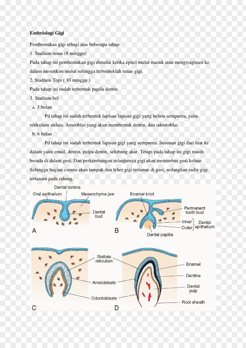 Tongue The Developing Human Tooth Development Embryology PNG