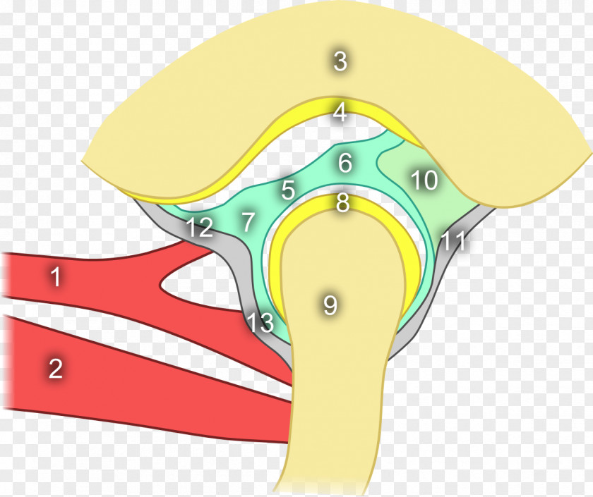 Joint Temporomandibular Anatomy Mandible Temporal Bone PNG