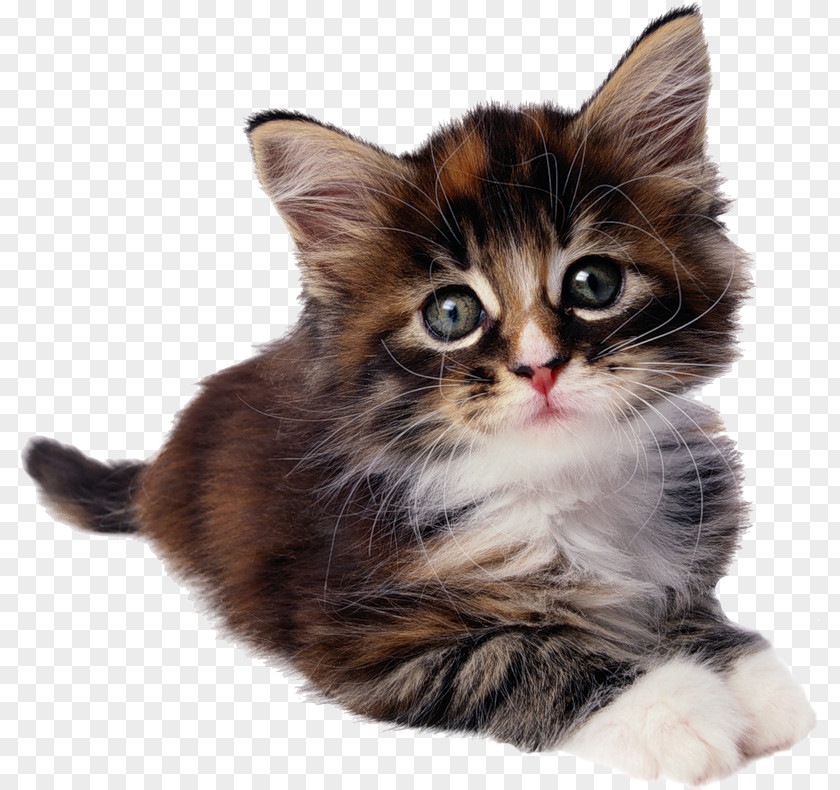 Kitten Sphynx Cat Siamese Donskoy Munchkin PNG
