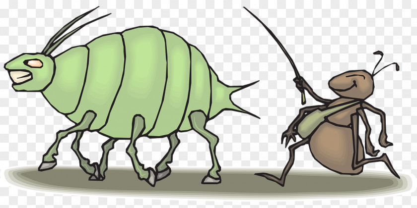 Beetle Ant Aphid Clip Art Pest PNG