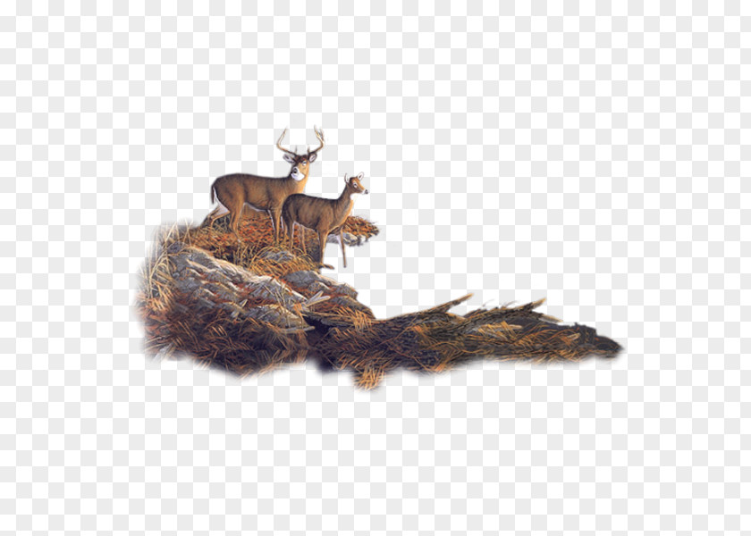 Deer Roe Moose Reindeer Forest PNG