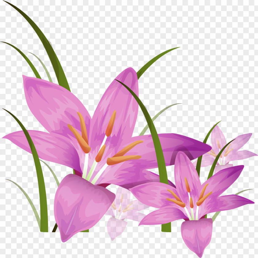 Gladiolus Stock Photography Desktop Wallpaper Clip Art PNG