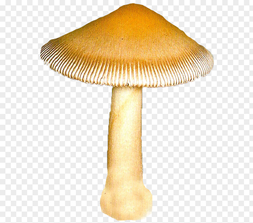 Mushroom 2403 (عدد) 2404 Clip Art PNG