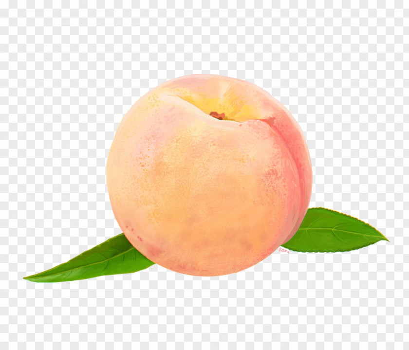 Peach Food Clip Art PNG