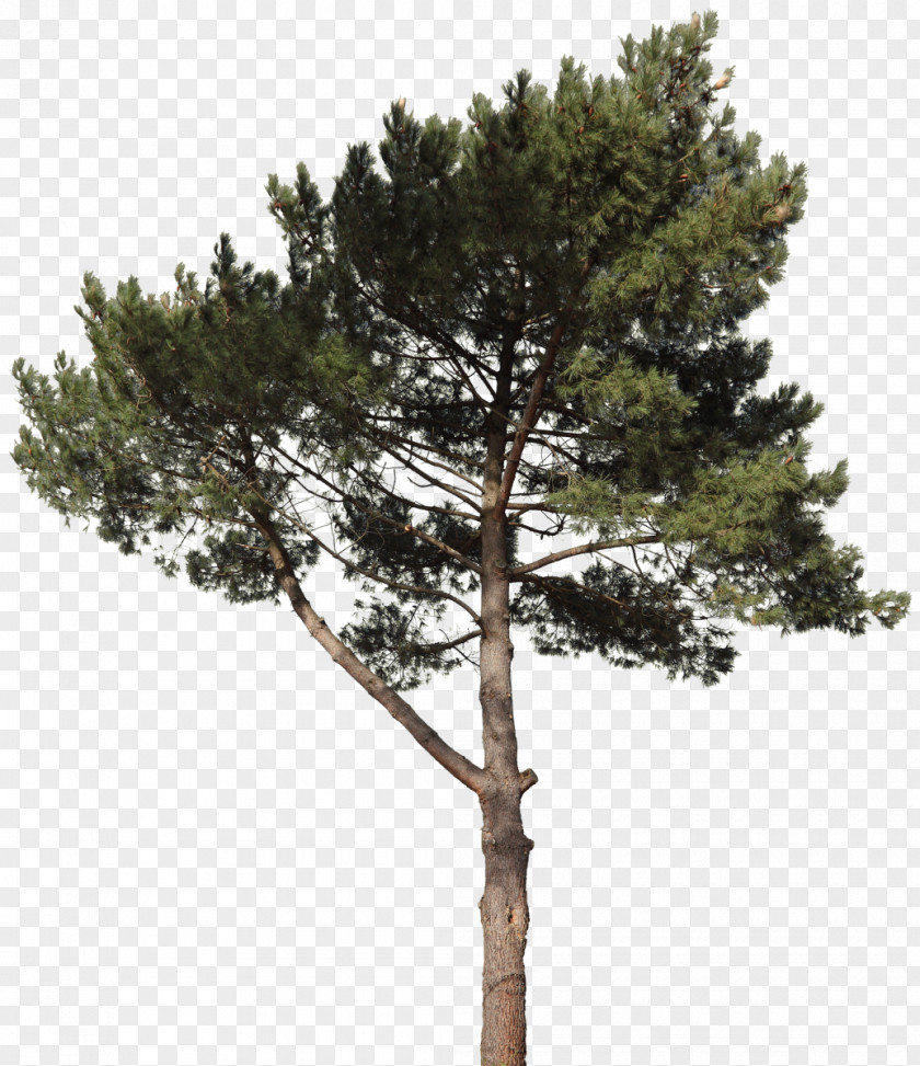 Pine Cone Spruce Fir Tree Plant PNG