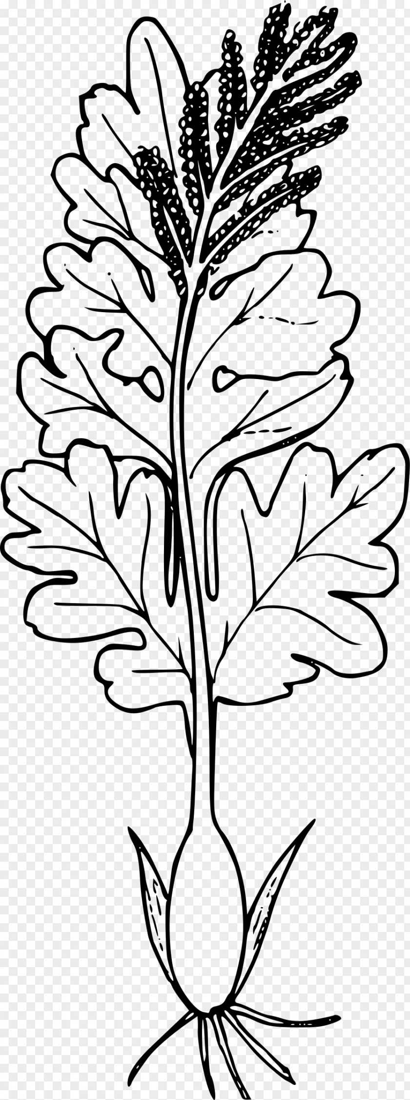 Plant Twig Clip Art PNG